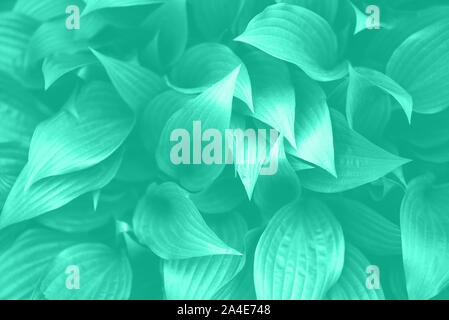 Fresh green foliage. Leaves background. Green dynamic backdrop for your design. Trendy green and turquoise color. Tropical leaf texture in mint color Stock Photo