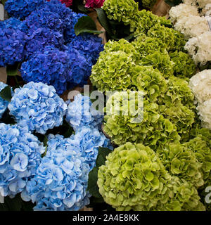 Beautiful designer card from multi-colored hydrangea for various special occasions Stock Photo