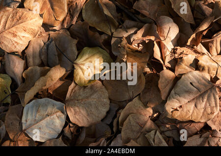 The dry leaves under tree shade Stock Photo