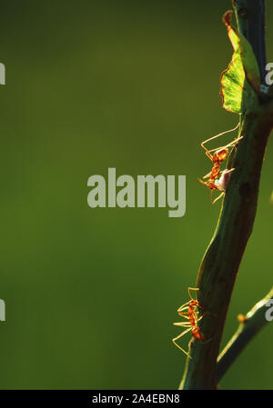 Close-up view of ant climbing on the stem Stock Photo