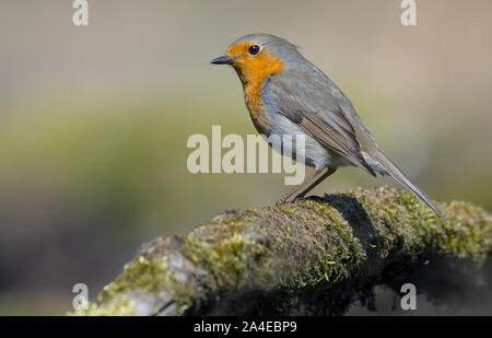 European Robin good posing on a moss covered old tree trunk Stock Photo