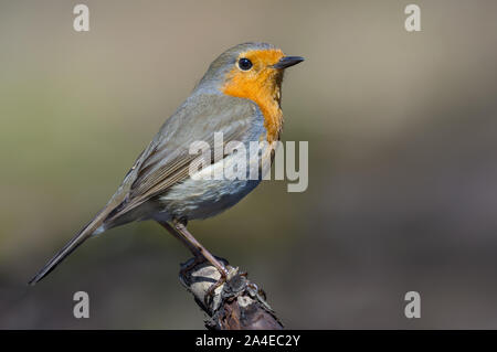 Adult European robin stands on top of small stick of wood in sunny day Stock Photo