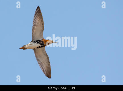 Adult male Ruff flies high in clear blue sky with long wings Stock Photo