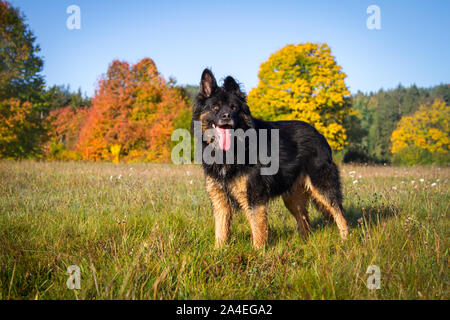 Old German Shepherd Dog standing on a meadow on a sunny autumn morning Stock Photo