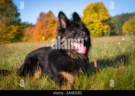 Old German Shepherd Dog lying on a meadow on a sunny autumn morning Stock Photo