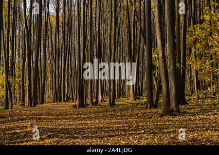 Long shadows from tall trees in deciduous forest on bright autumn day Stock Photo