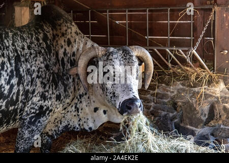 Zebu, Bos primigenius indicus, is feeding with hay at cowshed. Stock Photo