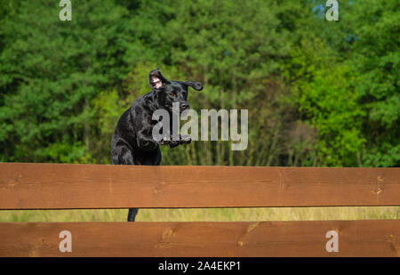 A Black Labrador Retriever Jumping Over A Wooden Fence With A Jointed ...