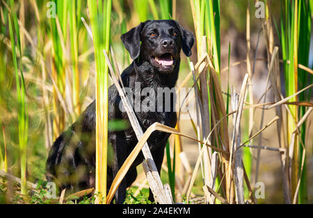 Sitting black Labrador Retriever dog Stock Photo