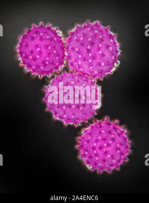 Hibiscus pollen grains, darkfield photomicrograph