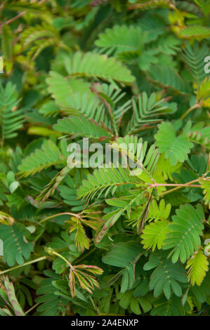 Mimosa Sensitiva Vivace or Touch-me-not for sale at a farmers' market in Vevey, Switzerland Stock Photo