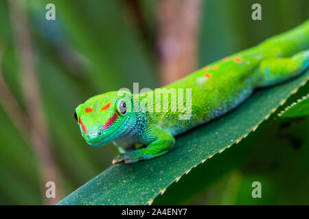 close-up natural Madagascar giant day gecko (phelsuma grandis) on green leaf Stock Photo