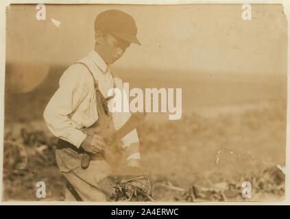 This shows a typical beet-topping knife, with the dangerous hook on the end that is used to pick up the beet. This is the ten-year-old Walker boy, (see label 4018) belonging to a well-to-do family, but kept out of school to work. Stock Photo