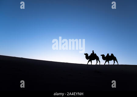Mongolian nomadic woman with her bactrian camels in desert dunes at sunrise. Gobi desert, Mongolia. Stock Photo