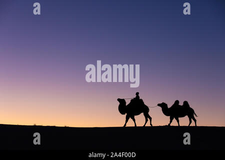 Mongolian nomadic woman with her bactrian camels in desert dunes at sunrise. Gobi desert, Mongolia. Stock Photo