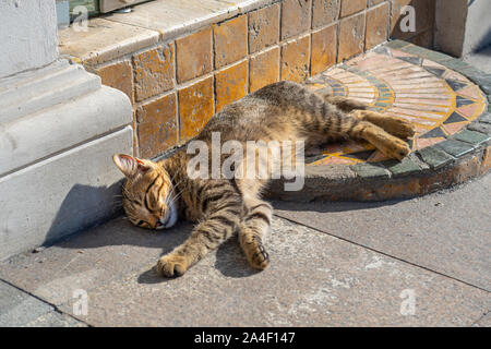A sleeping tabby cat lounges on a tiled stone doorstep outside a shop in Istanbul, Turkey. Stock Photo