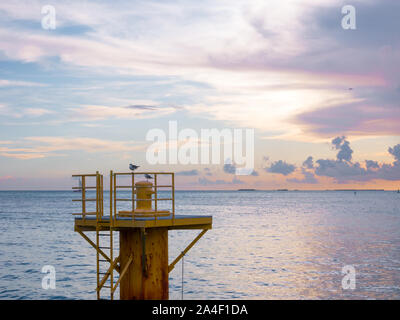 Seagulls enjoying the beautiful sunset in Key West. Miami, Florida Stock Photo