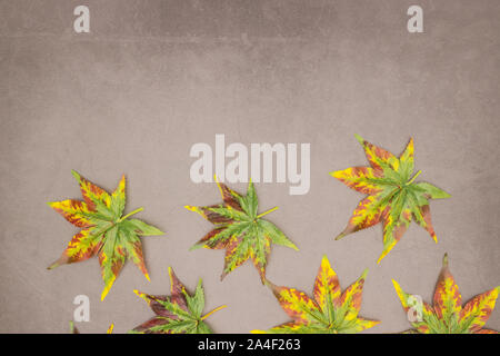 Autumn leaves on grey background Stock Photo