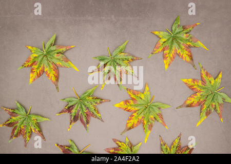 Autumn leaves on grey background Stock Photo