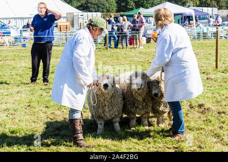 Aa group of 3 Greyfaced Dartmoor sheep in the ring being judged at the Frome Cheese show September 14th 2019 Stock Photo