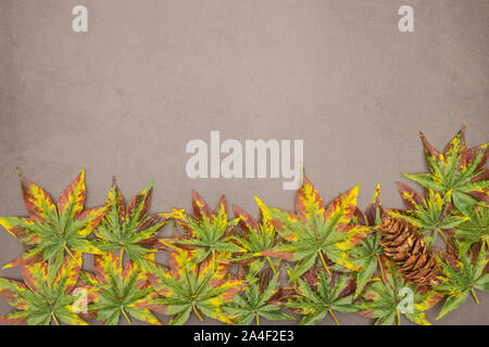 Autumn leaves on grey background Stock Photo