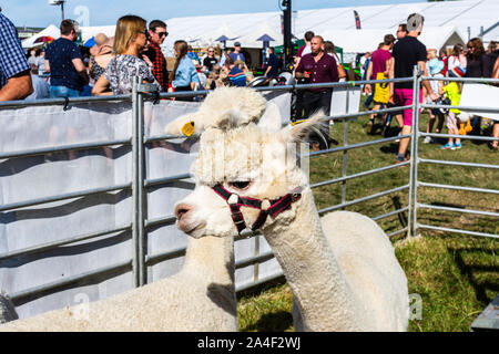 The heads of 2 alpacas on display in a pen at Frome Cheese Show September 14th 2019 Stock Photo