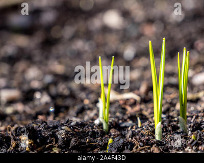 Sprouts in springtime Stock Photo