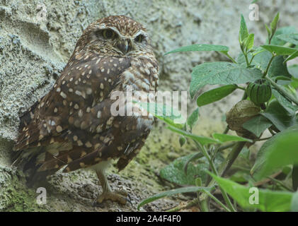 Pacific pygmy owl (Glaucidium peruanum), Ecuador Stock Photo