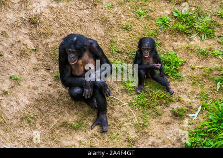 bonobo mother sitting together with her infant in the grass, Human ape baby, pygmy chimpanzees, Endangered primate specie from Africa Stock Photo