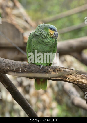 Orange-winged amazon (Amazona amazonica), Ecuador Stock Photo