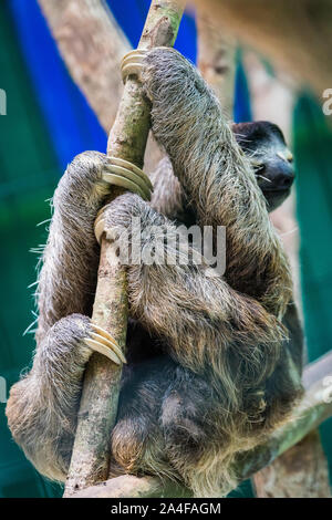 Costa Rica Sloth Sanctuary Stock Photo