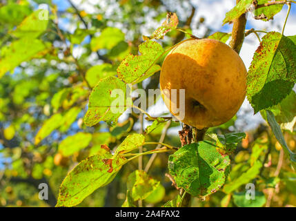 Yellow apple on a branch surrounded with green leaves in autumn time. Local organic food. Stock Photo