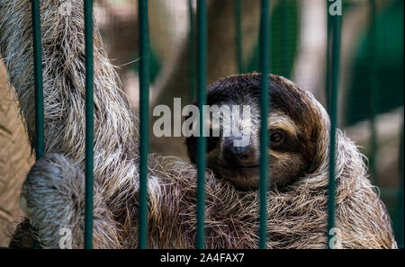 Costa Rica Sloth Sanctuary Stock Photo