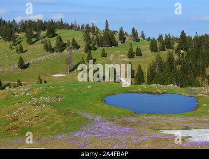Amazing spring landscape from Slovenia. Velika planina in the heart of the Kamnik Alps. With patches of the last snow, small lake and purple saffron. Stock Photo