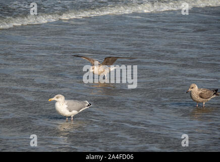 seagull on the beach Stock Photo