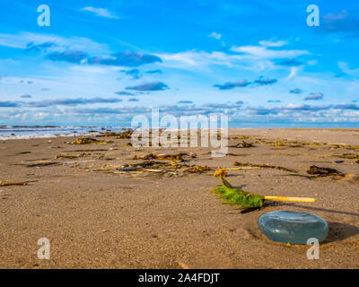 Jellyfish at low tide on the North Sea Stock Photo