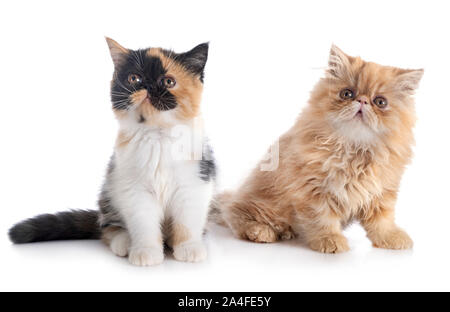persian kitten and exotic shorthair  in front of white background Stock Photo