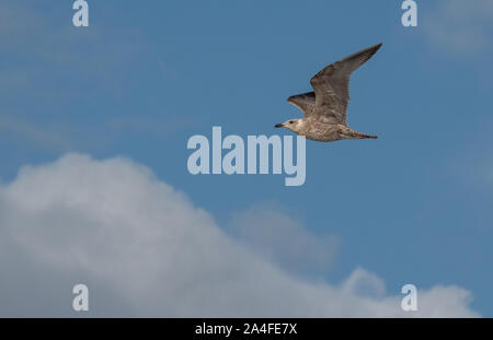 seagull in the air Stock Photo