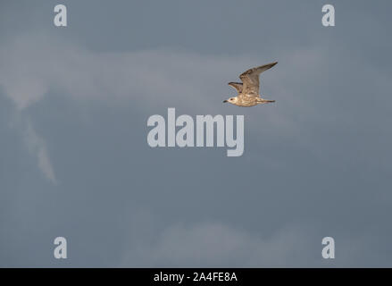 seagull in the air Stock Photo