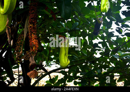 Pitcher plant - Nepenthes is a genus of carnivorous plants, also known as tropical pitcher plants Stock Photo