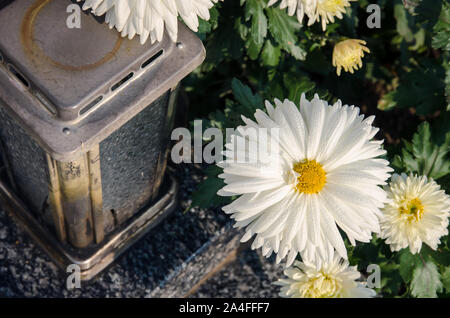 all saints day with white chrysanthemum flower and lantern on the grave Stock Photo