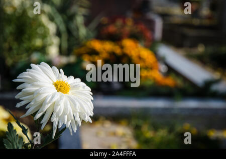 white chrysanthemum flower detail againts cementery concept Stock Photo