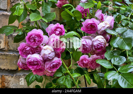 Old English Roses with brick wall in the background Stock Photo