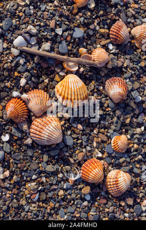 Seashells on the seashore. Stock Photo