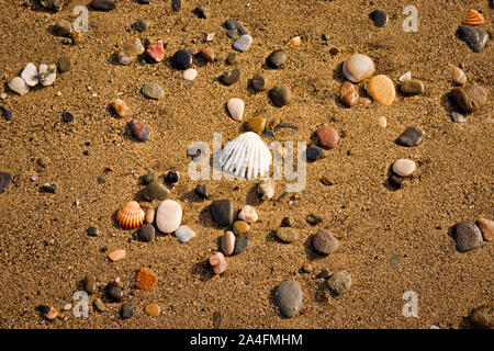 Seashells on the seashore. Stock Photo