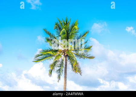 One palm tree on blue sky with clouds Stock Photo