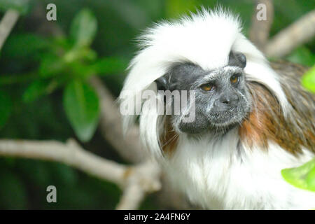 Portrait of an adult Cotton-top tamarin (Saguinus oedipus) Stock Photo