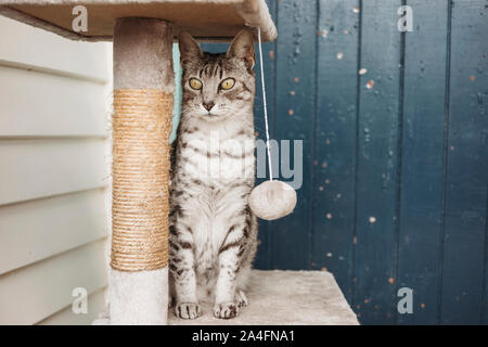 Grey and white spotted domestic cat sitting on a scratching post Stock Photo