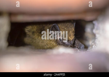 Hibernating pipistrelle bat (Pipistrellus pipistrellus) in wall crack Stock Photo