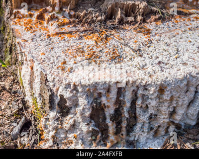 Resin emerges from tree stump after precipitation Stock Photo
